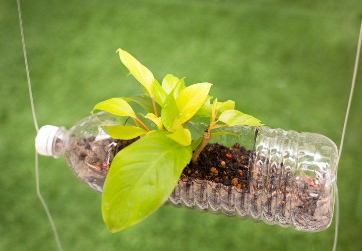 Planting Ideas