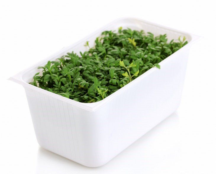 Planting Herbs