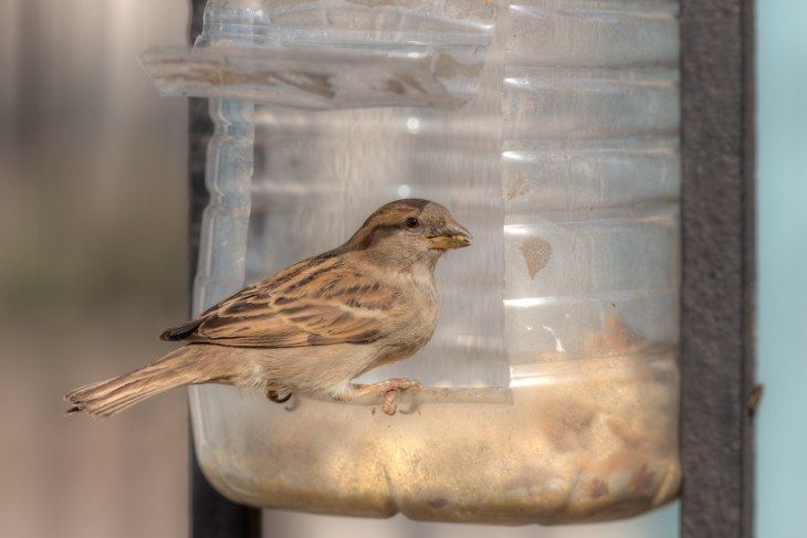 bird feeders